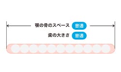 歯がきれいに並んでいる方は、顎(あご)の大きさと歯の大きさがバランスよく収まっています。