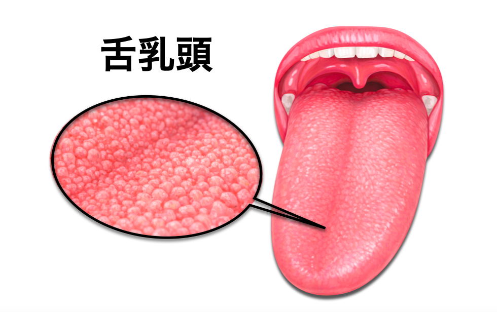 舌乳頭