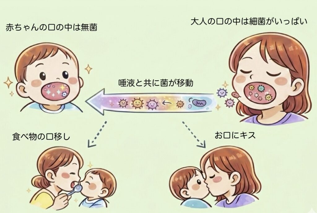 大人の唾液から菌が移動する