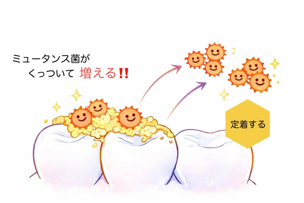 ミュータンス菌