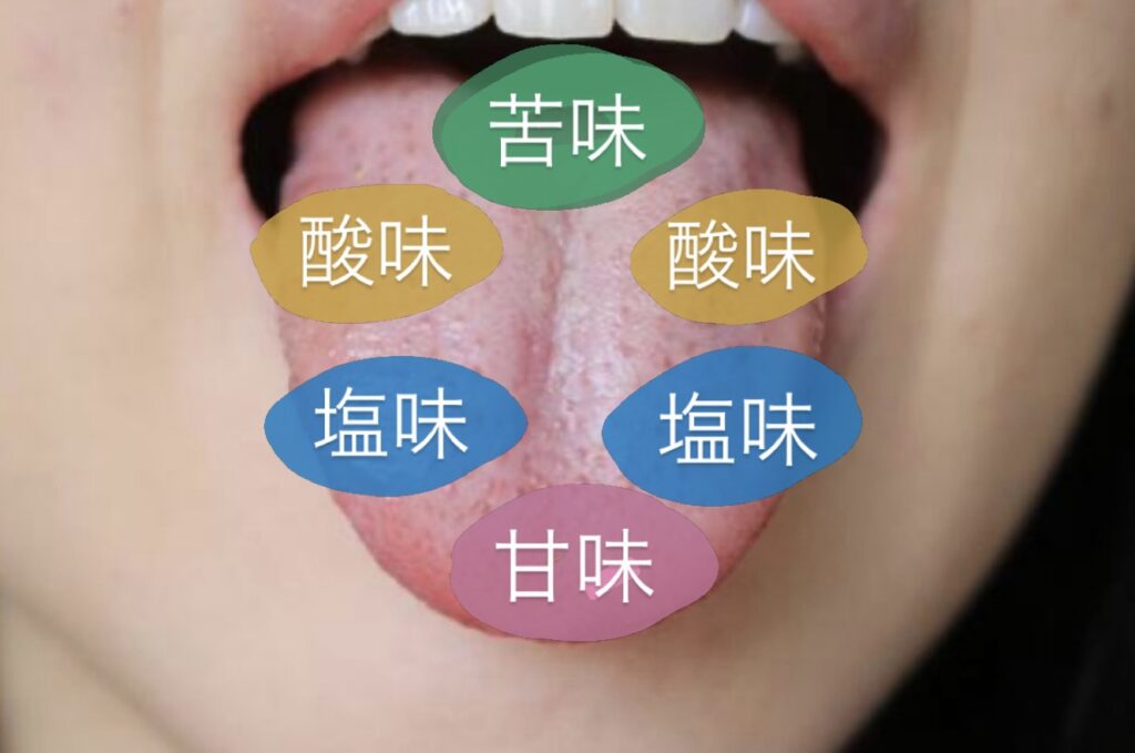 味蕾