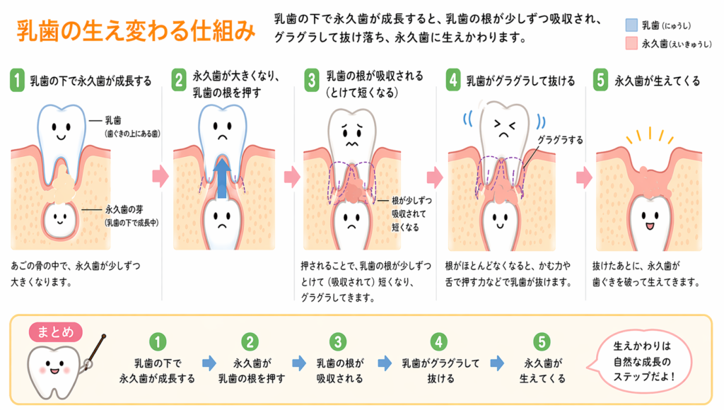 乳歯の生え変わるしくみ