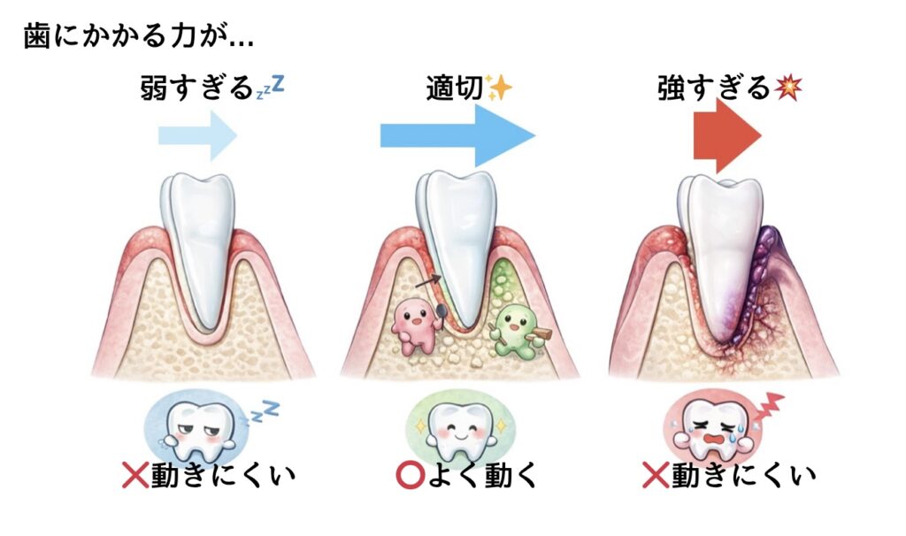 歯が動く仕組み